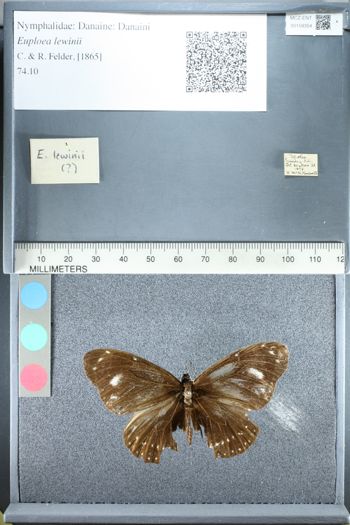 Media type: image;   Entomology 159354